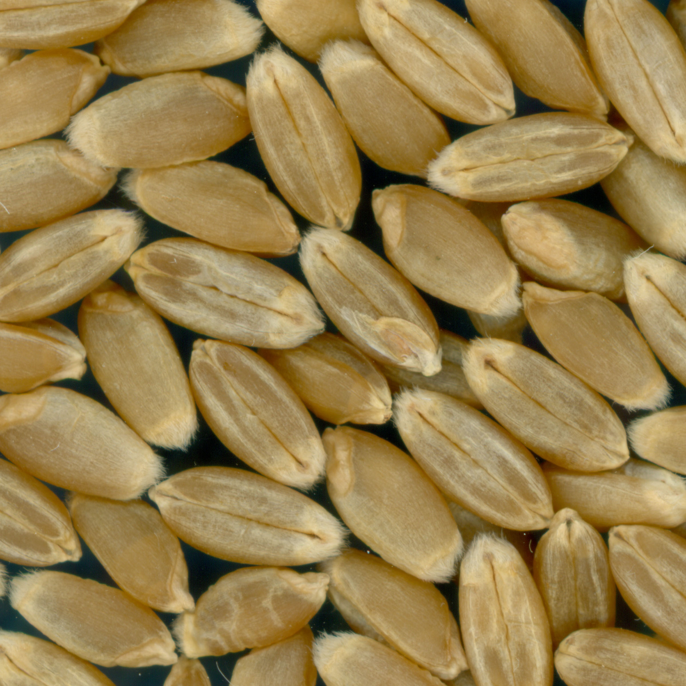 KERNELS